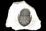 Detailed Hollardops Trilobite - Cobra Pose #125225-2
